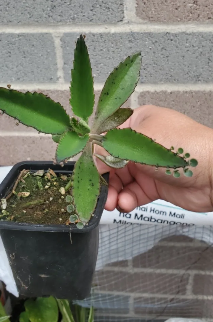 Mother of Thousands Plant Indoor Plant image indicator(2)