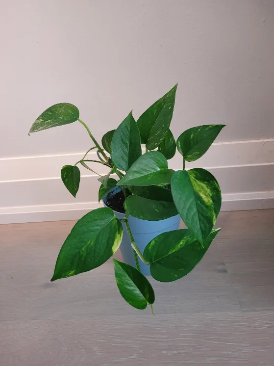 Golden Pothos in a Blue Pot thumbnail