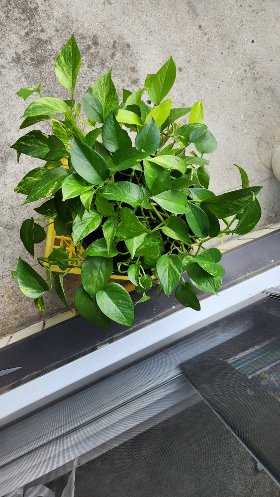 Pothos Plant- Indoor Plant - photo 3