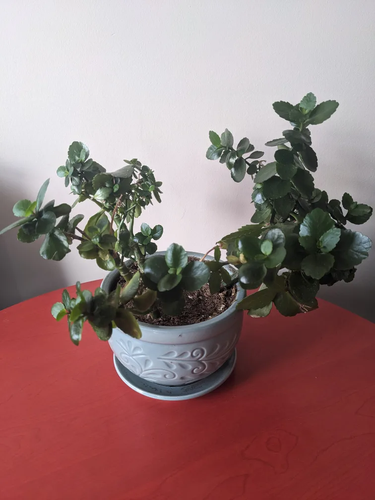 Florist Kalanchoe (med, transplanted) $12 thumbnail