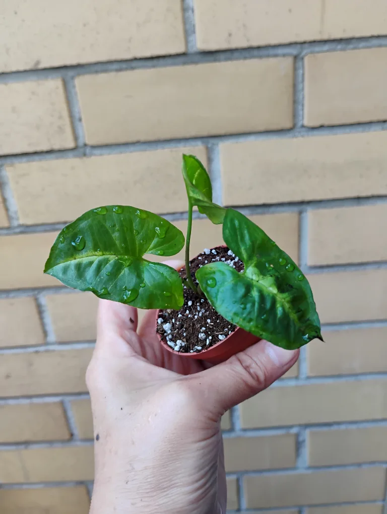 Diminutive Syngonium (Arrowhead) Plant thumbnail