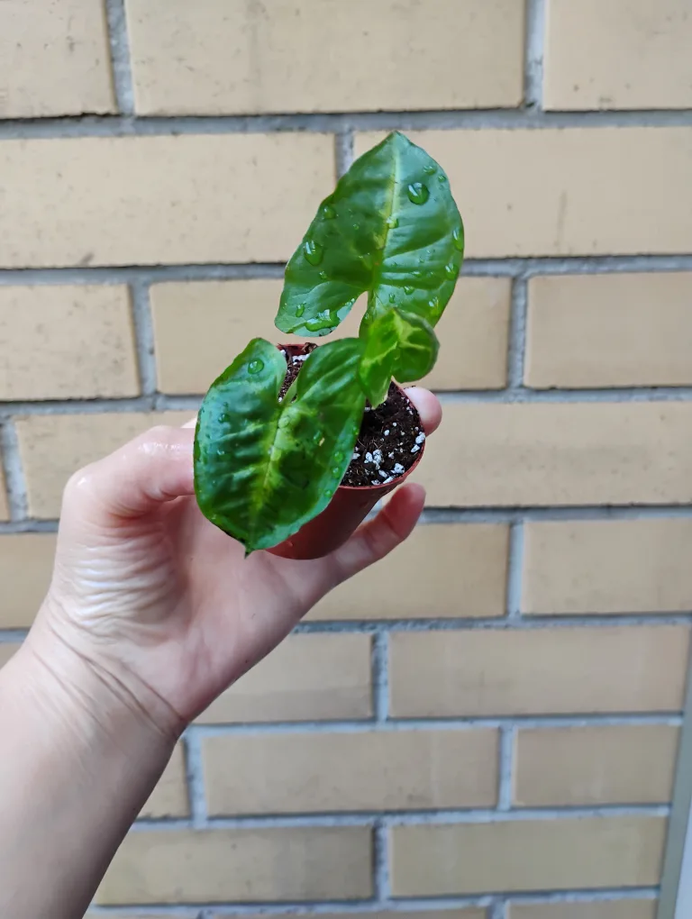 Baby Syngonium (Arrowhead) Plant image indicator(2)