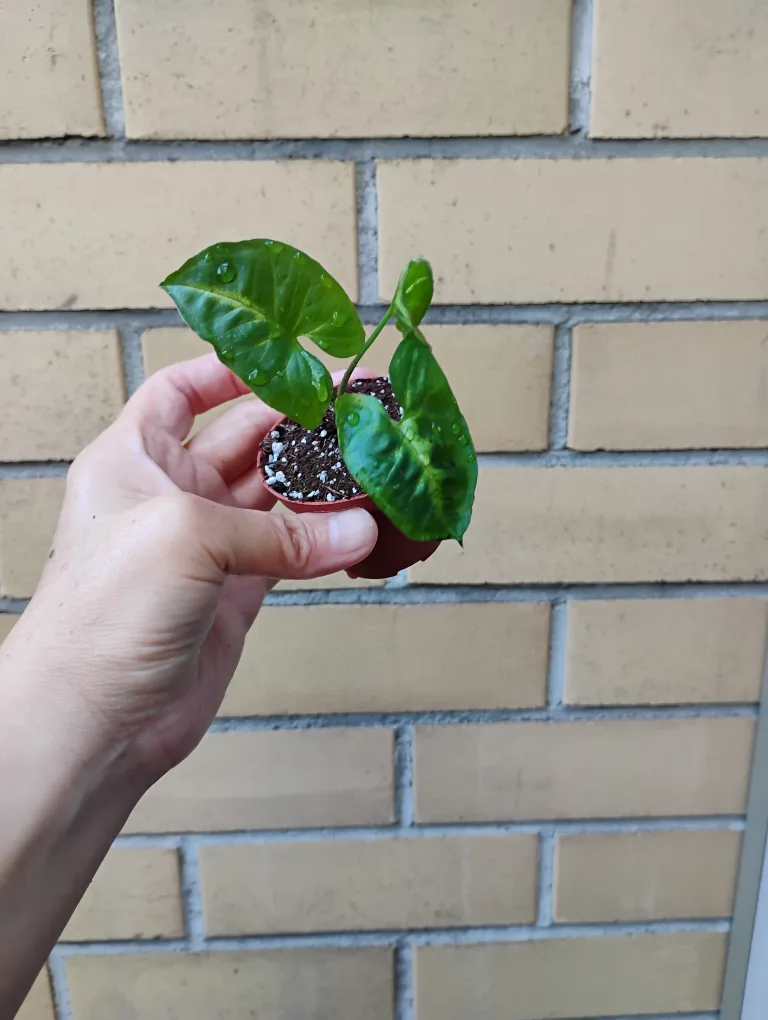 Baby Syngonium (Arrowhead) Plant image indicator(3)