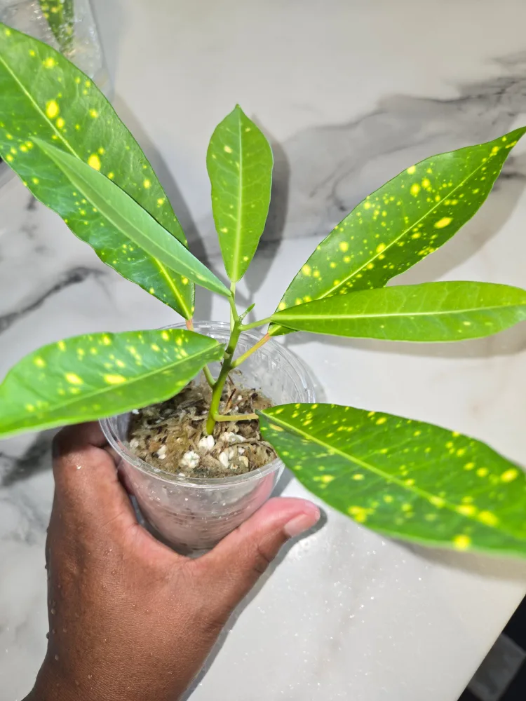 CROTON, GOLDEN DUST ✨️🌿🏆 thumbnail