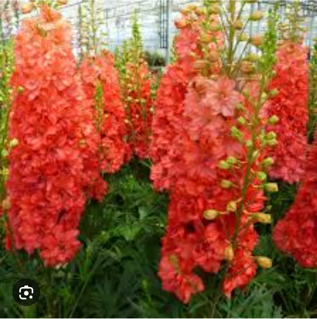 red lark delphinium one gallon of thumbnail