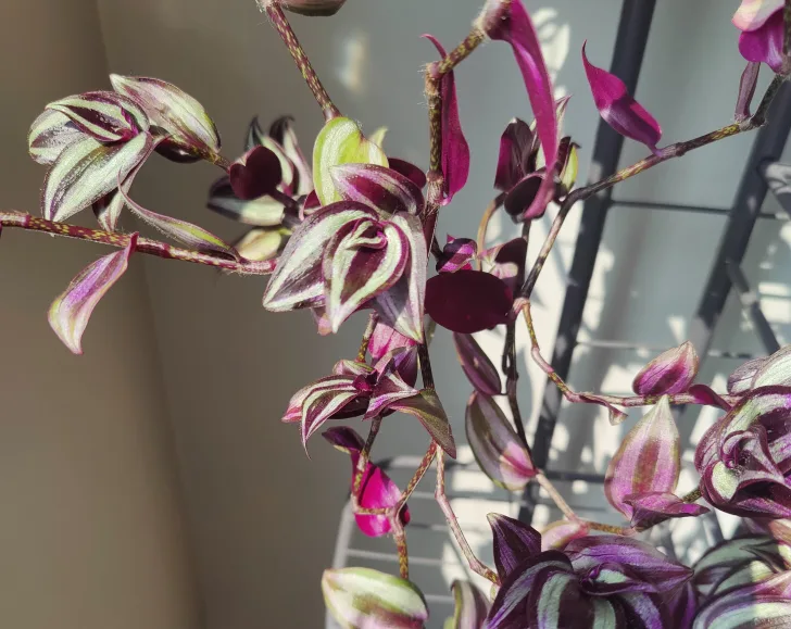Tradescantia Zebrina Cutting thumbnail
