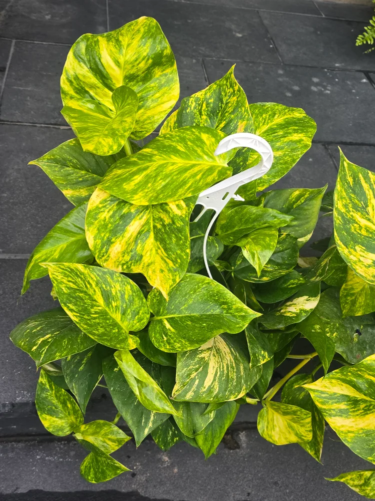 hawaian pothos  8"hanging Basket image indicator(2)