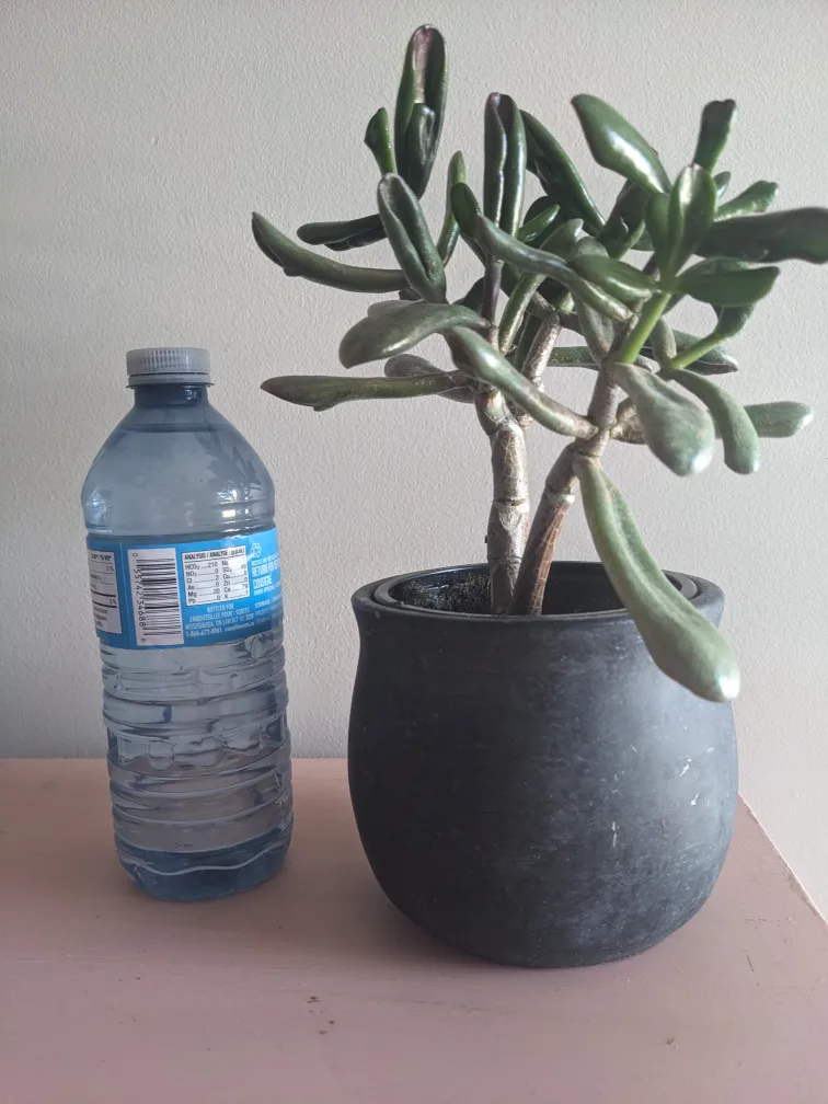 jade plant $15 thumbnail