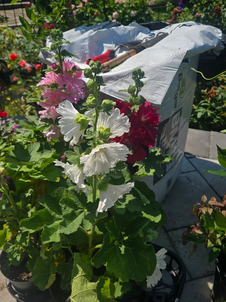hollyhock double multiple color available thumbnail