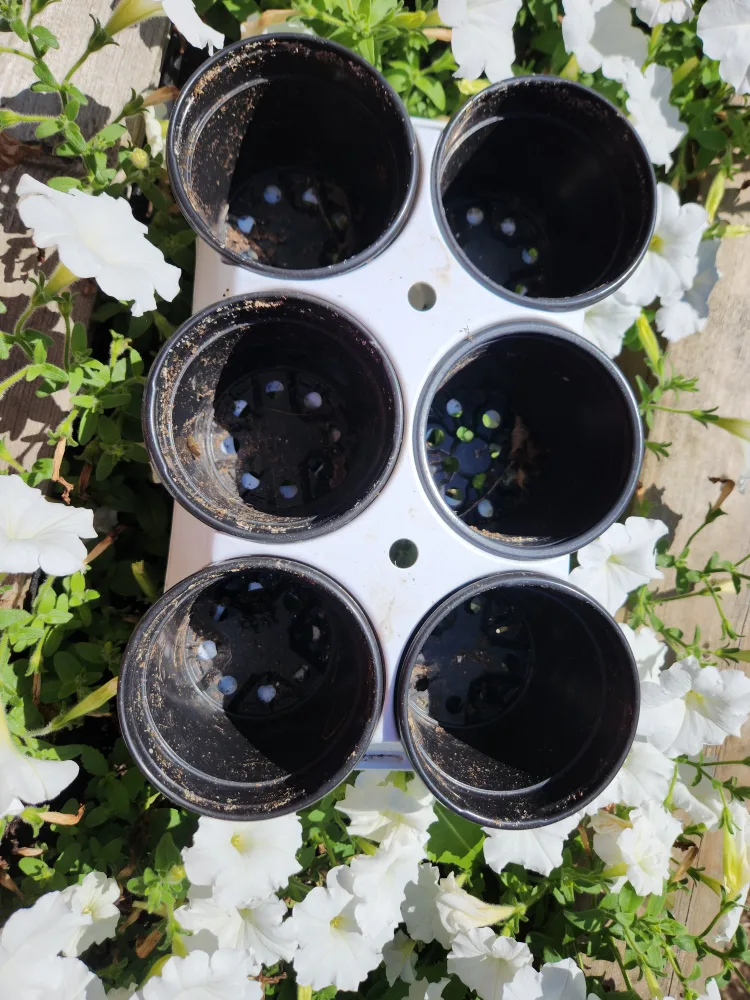 6 Black Pots with white Tray 🇨🇦 thumbnail