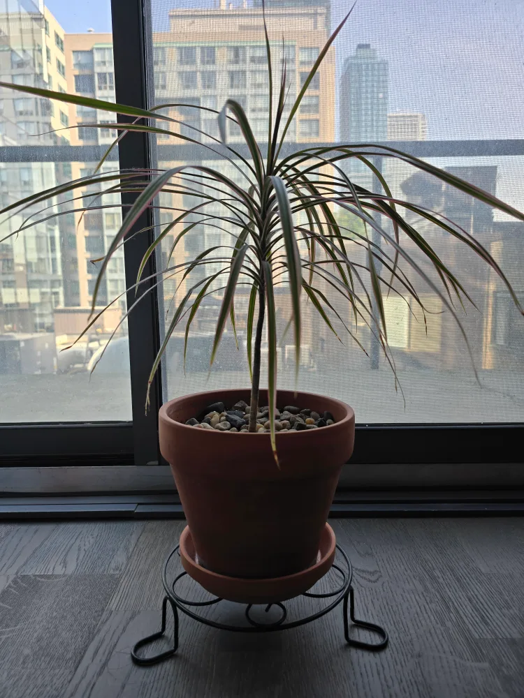 Potted Dracaena Marginata Plant thumbnail
