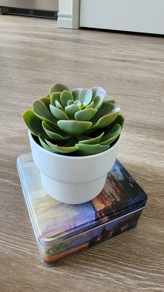 URGENT *Moving Sale* Succulent Plant, Planter & Pumpkins
