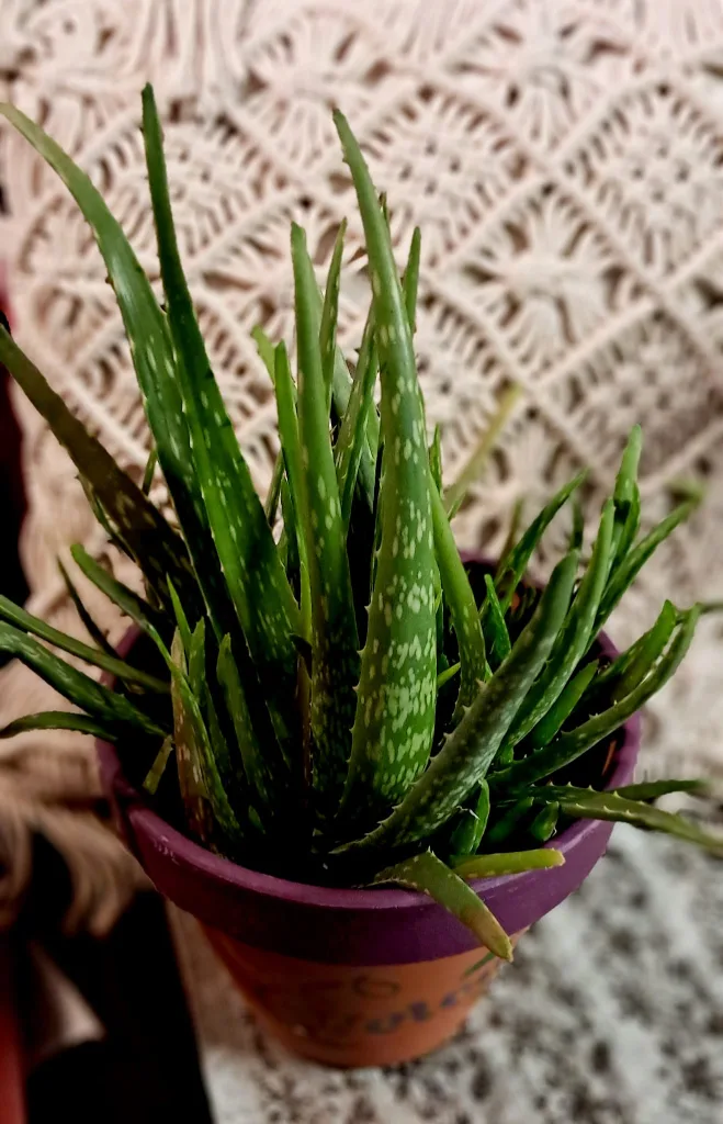 Aloe Vera Plant in Decorated Pot image indicator(5)
