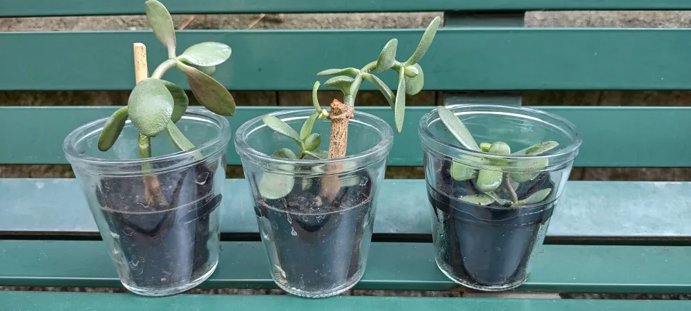 Jade Plant Cuttings thumbnail