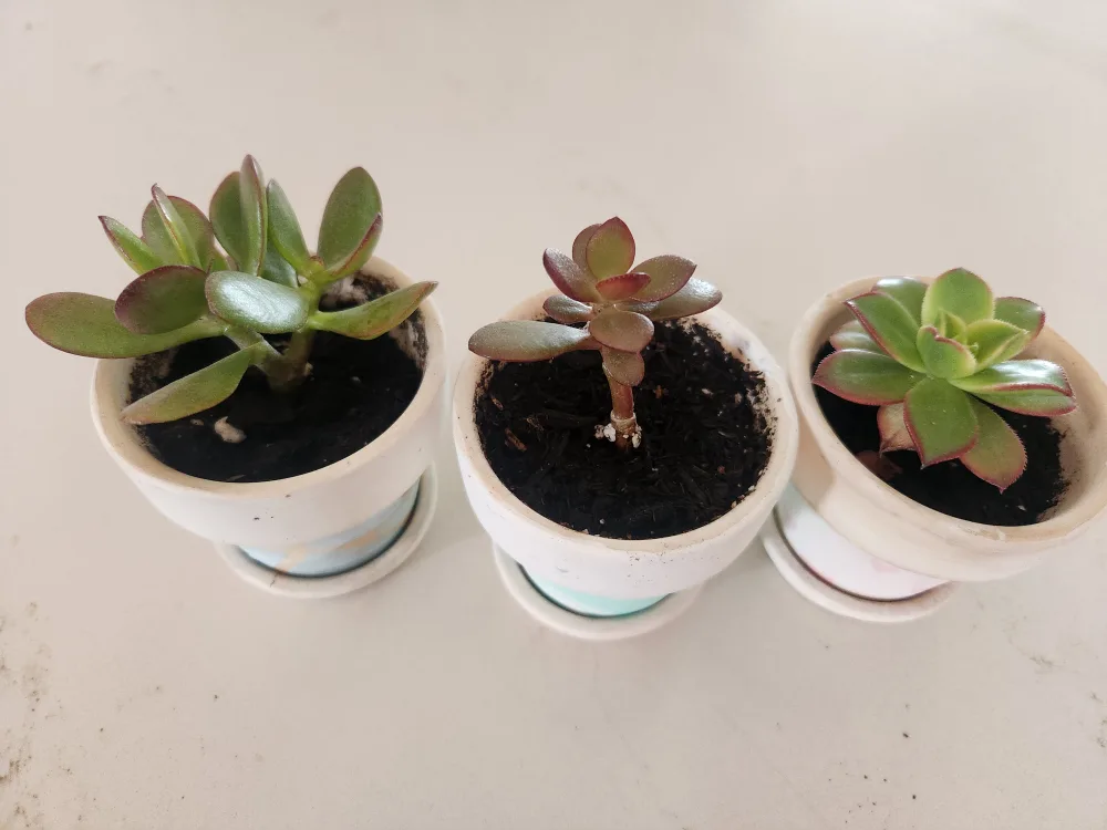 3 well rooted jade plants in terracotta pots thumbnail
