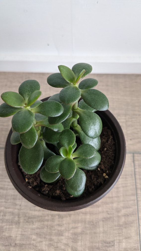 well rooted 3 stem jade - photo 2
