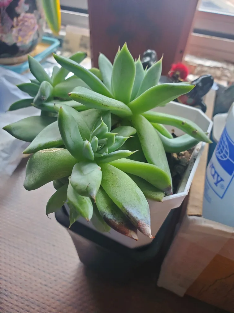 Succulent plant 🧡 thumbnail