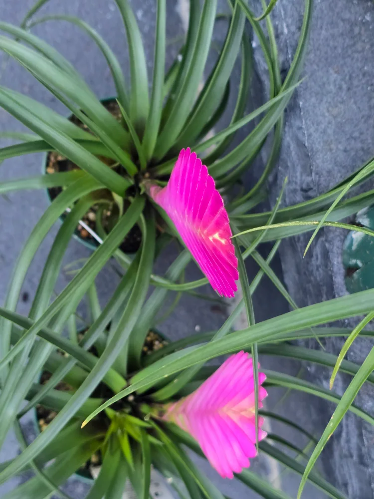 Pink Quill Plant image indicator(5)