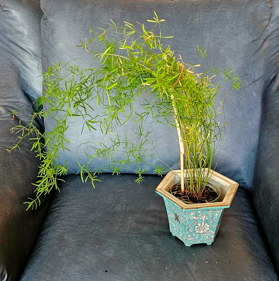 Turquoise Floral Ceramic Planter with ferns 🍁🇨🇦 thumbnail