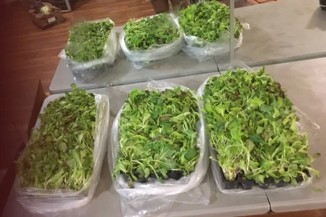 Lettuce cuts in nursing pot trays thumbnail