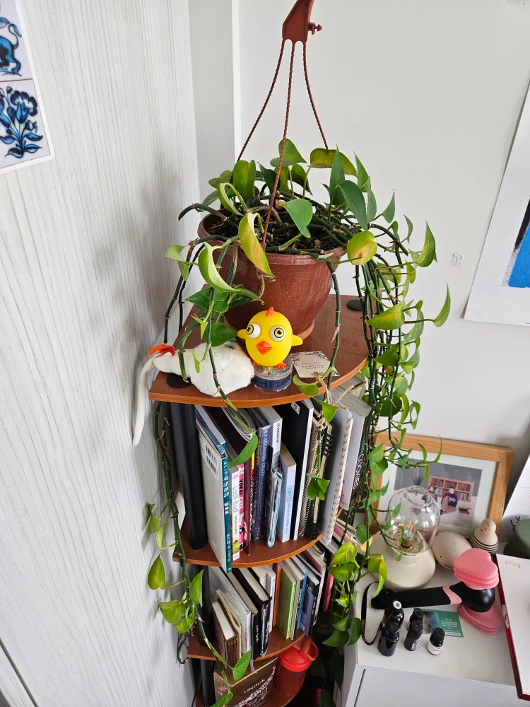 Corner Shelf Unit image indicator(4)