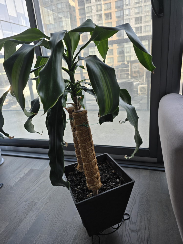 Corn Plant in Black Pot - photo 2