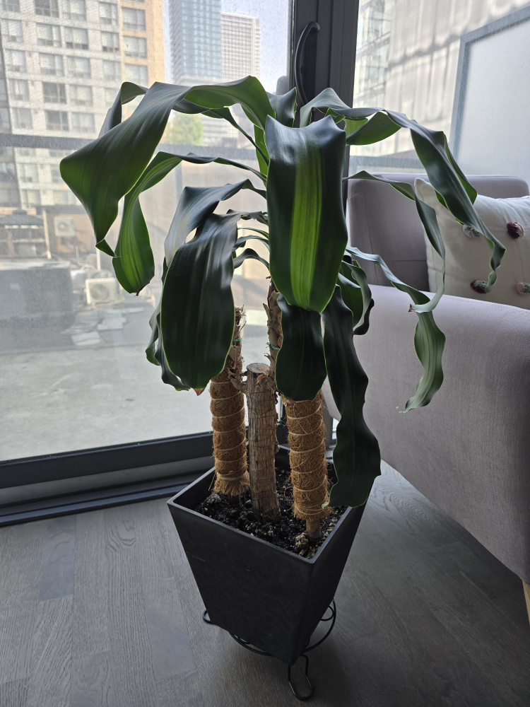 Corn Plant in Black Pot - photo 3