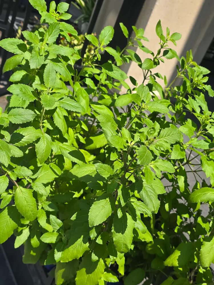 Holy Basil Plant thulasi thumbnail