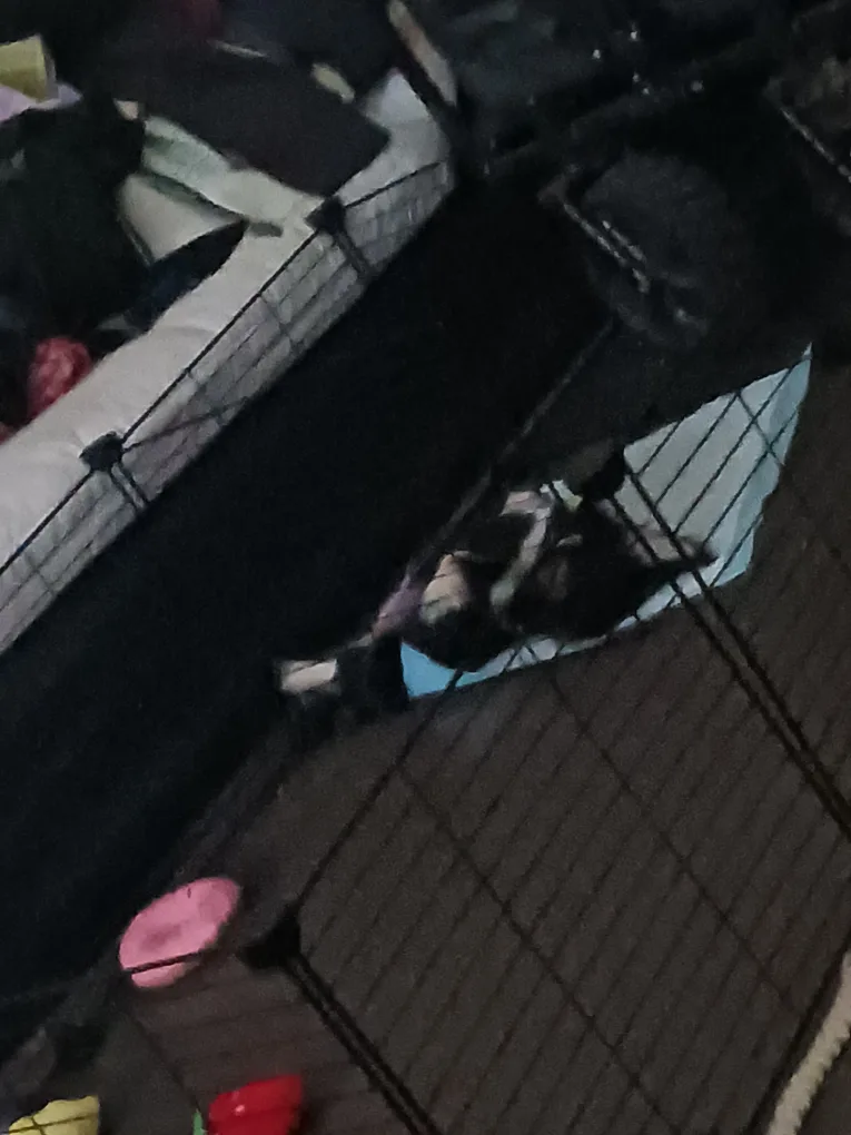 LANGXUN Pet Fence Playpen - 24 Panels image indicator(3)