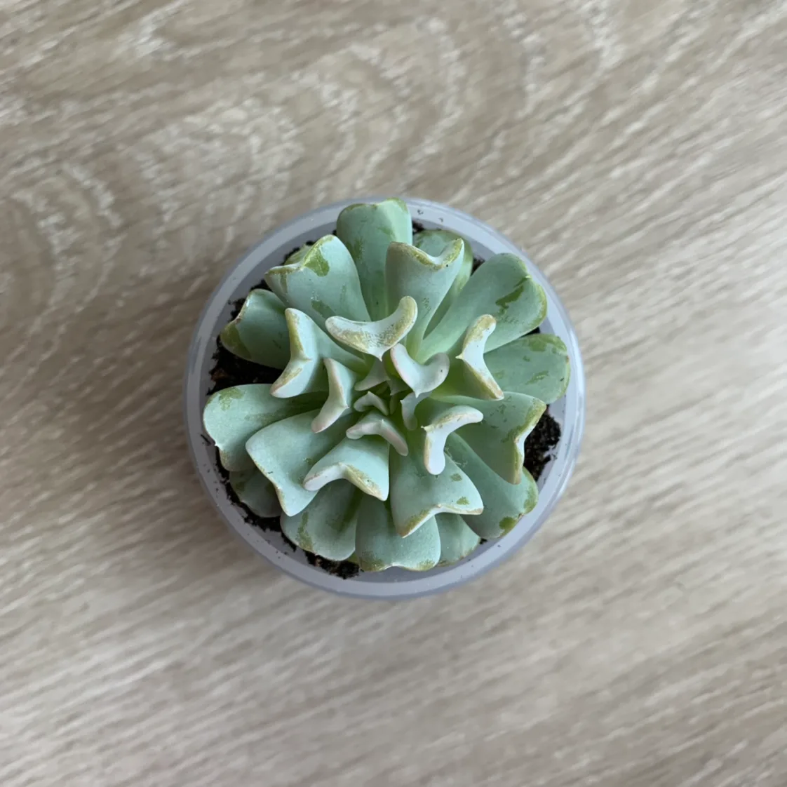 Cute succulent image indicator(2)