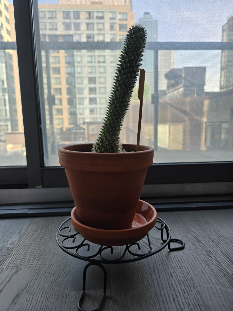 Cactus in Terracotta Pot thumbnail