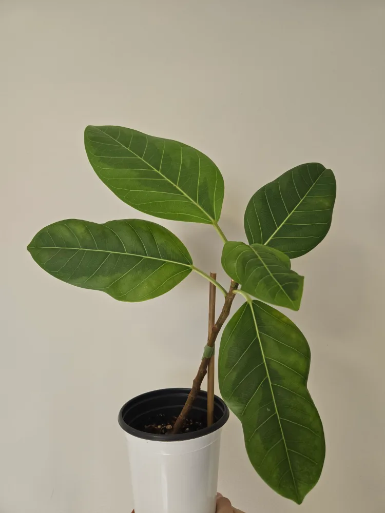 Ficus Altissima Plant thumbnail