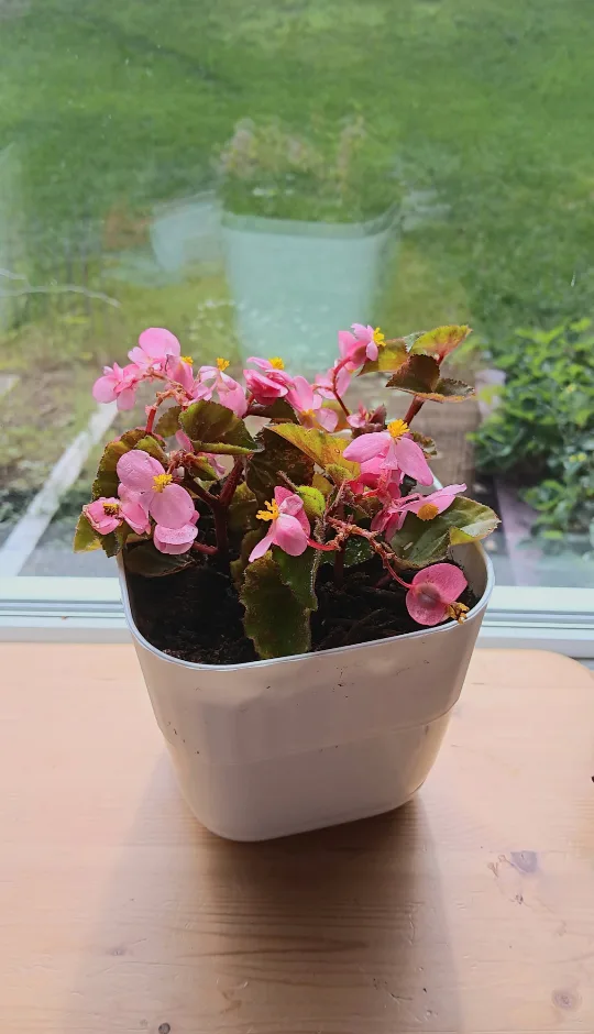 Flowering plant in white pot thumbnail