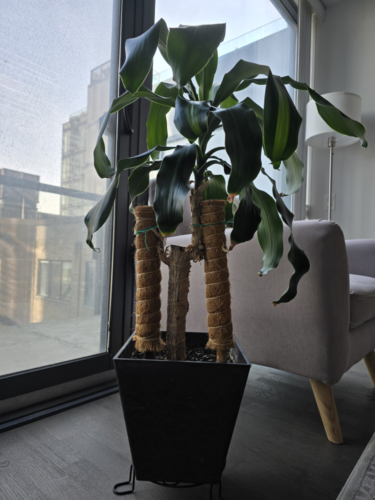 Corn Plant in Black Pot
