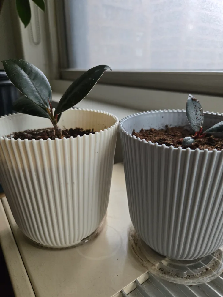 Two Rubber Plant Seedlings thumbnail