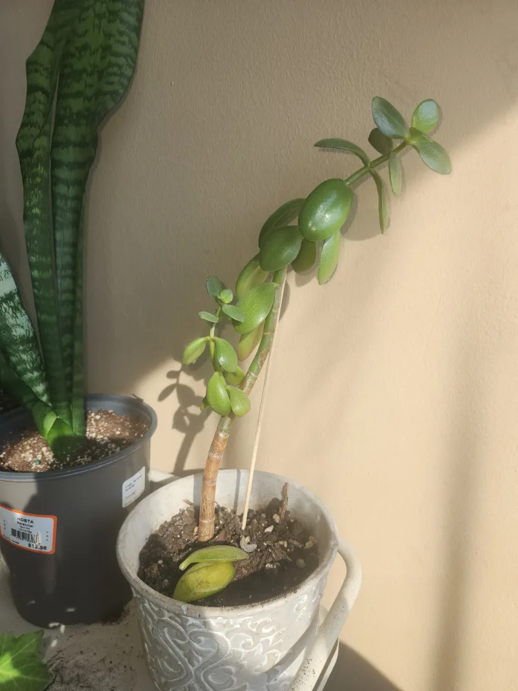 Jade Plant thumbnail