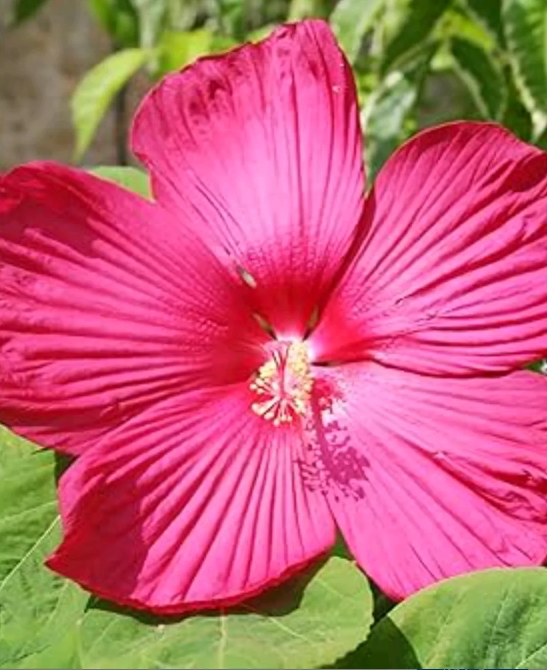 Hibiscus moscheutos image indicator(2)