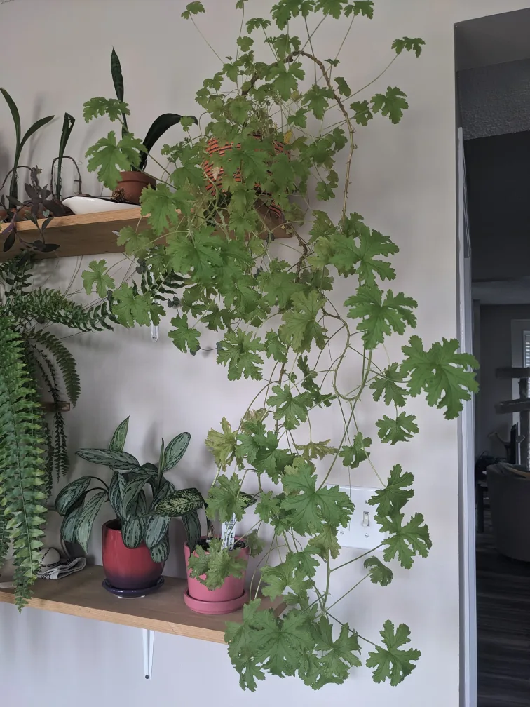 3' hanging Citronella $30 thumbnail