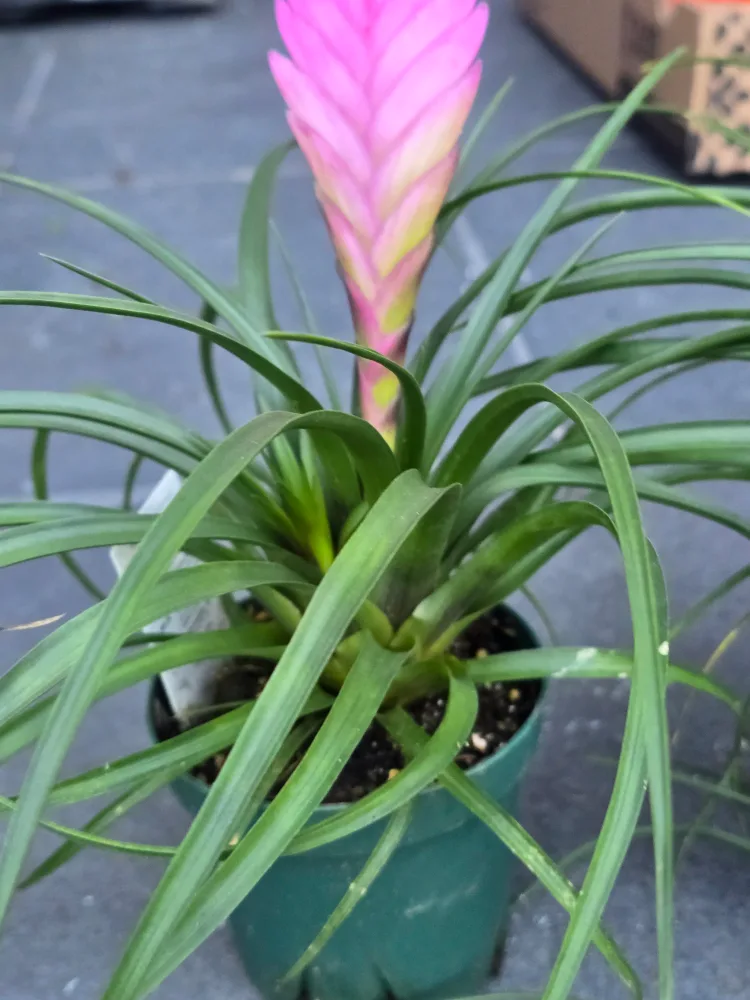 Pink Quill Plant image indicator(10)