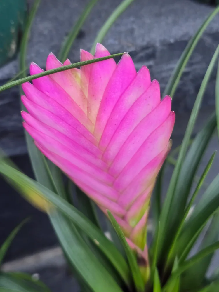 Pink Quill Plant image indicator(3)