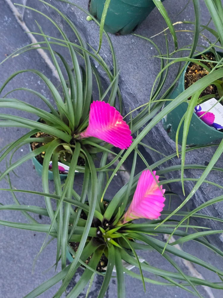 Pink Quill Plant image indicator(6)