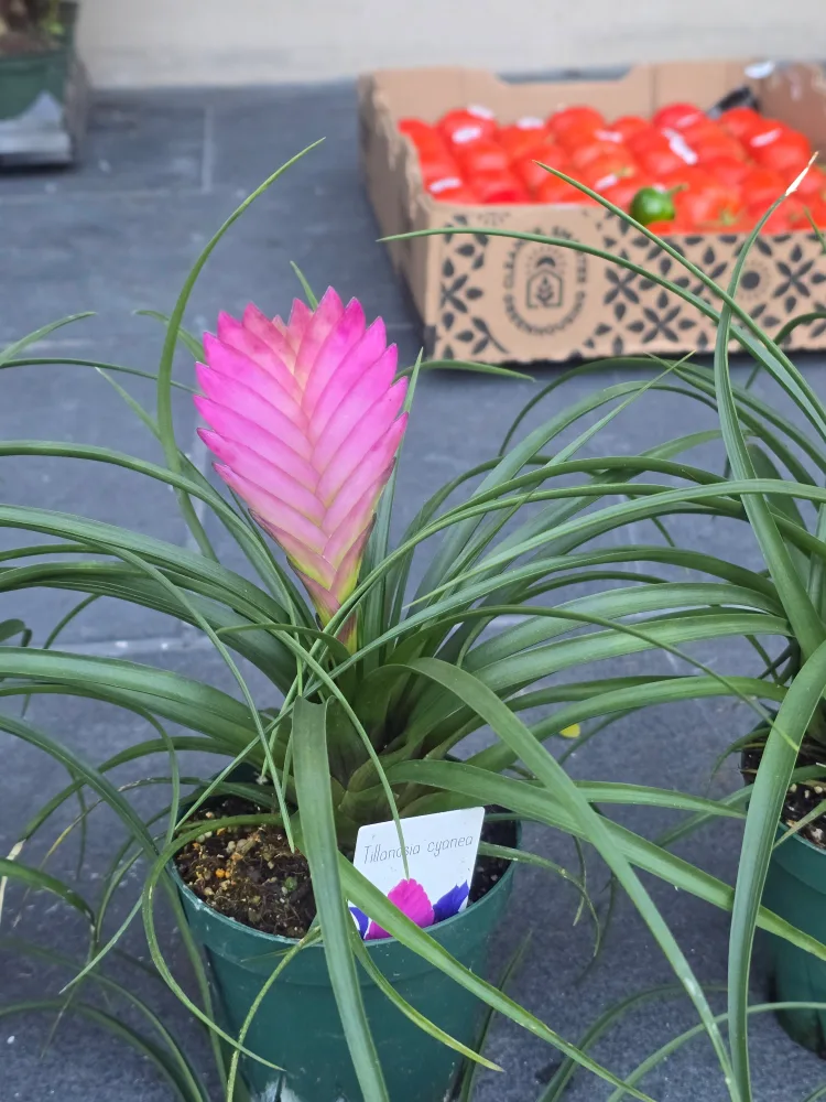 Pink Quill Plant image indicator(8)