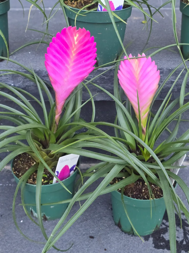 Pink Quill Plant image indicator(9)