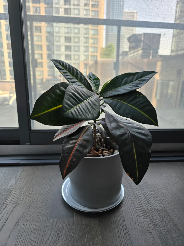 Croton Plant in Grey Pot thumbnail