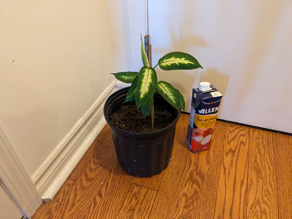 10" Dieffenbachia Plant in Black Pot image indicator(7)