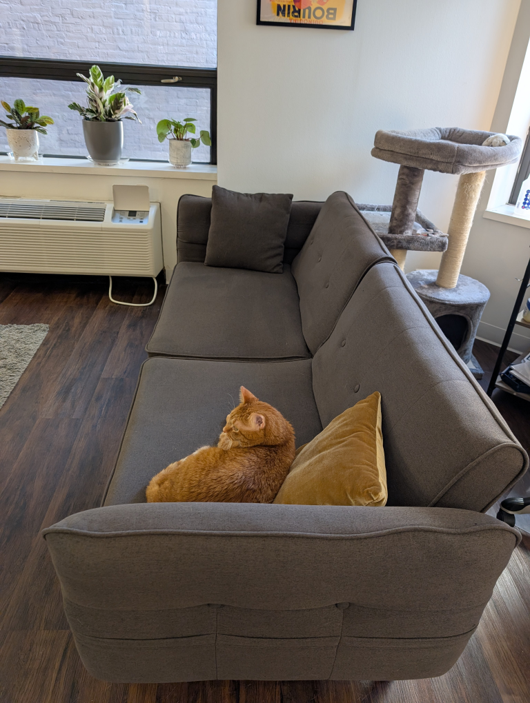 Gray Sleeper Sofa with Cushions. Cat Not Included. - photo 2