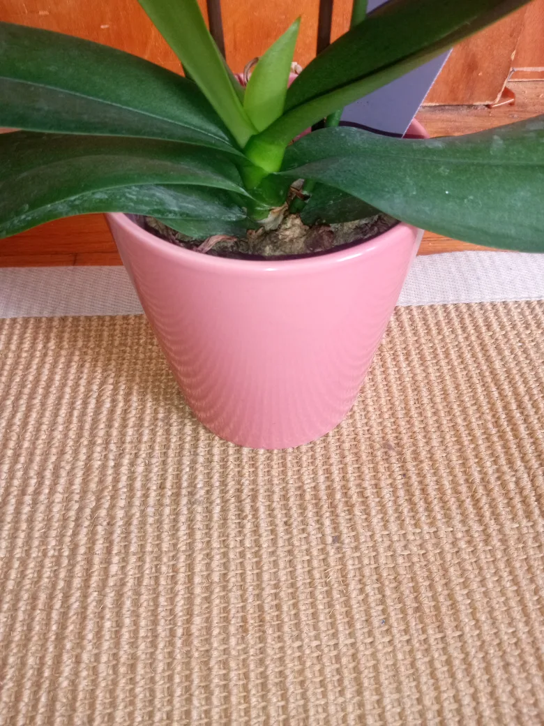 Easy Care Orchids in Pink Pot 🥕 thumbnail