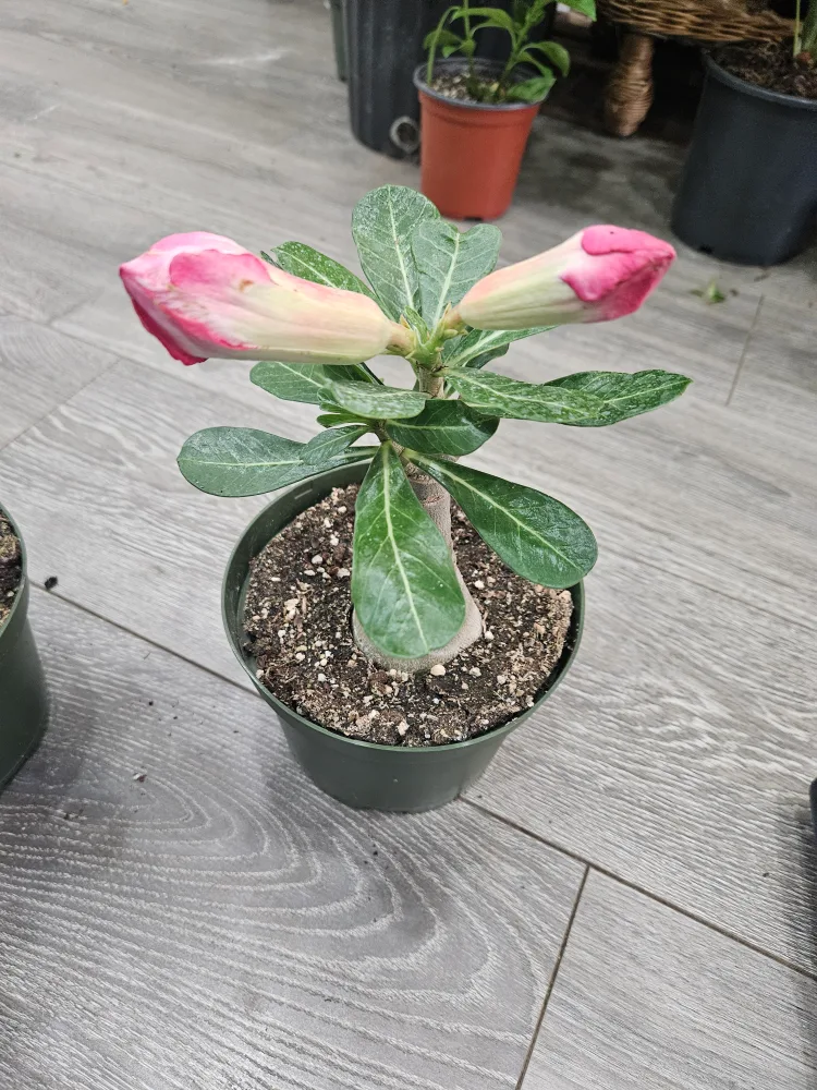 🇨🇦Desert Rose Plant🇨🇦 thumbnail