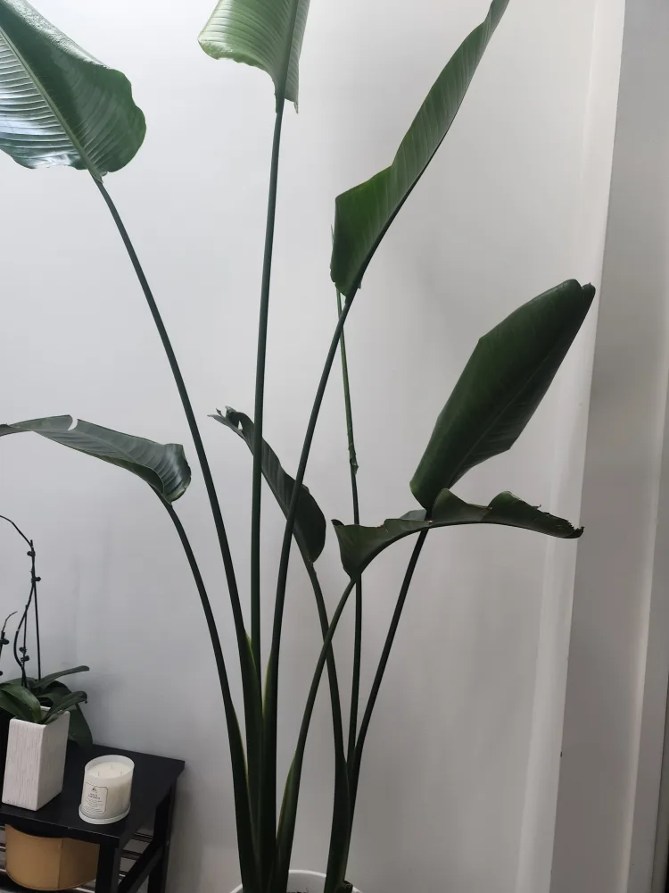 Bird of Paradise Plant thumbnail