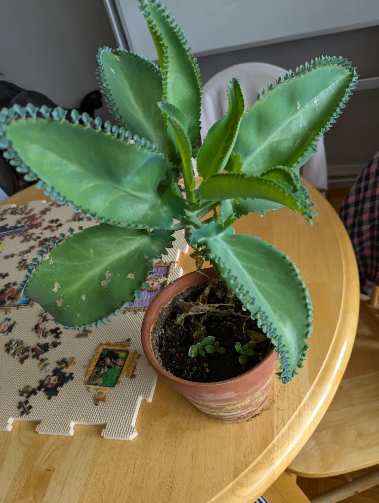 Mother of Thousands Plant image indicator(2)